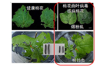 近日，微生物研究所發(fā)現(xiàn)雙生病毒調(diào)控植物免疫平衡實現(xiàn)全新生態(tài)功能